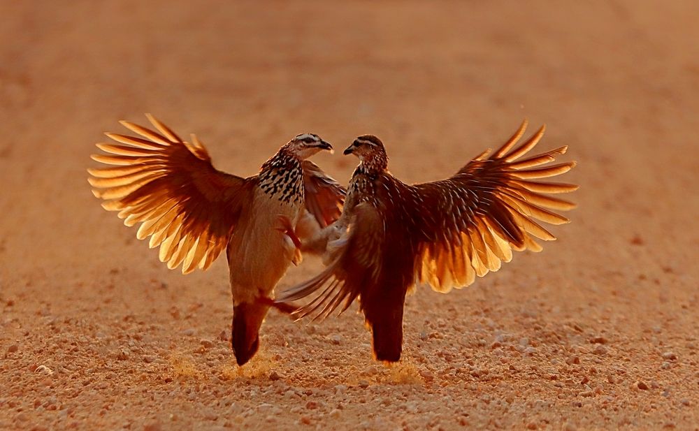 Photograph by Jacques Nel