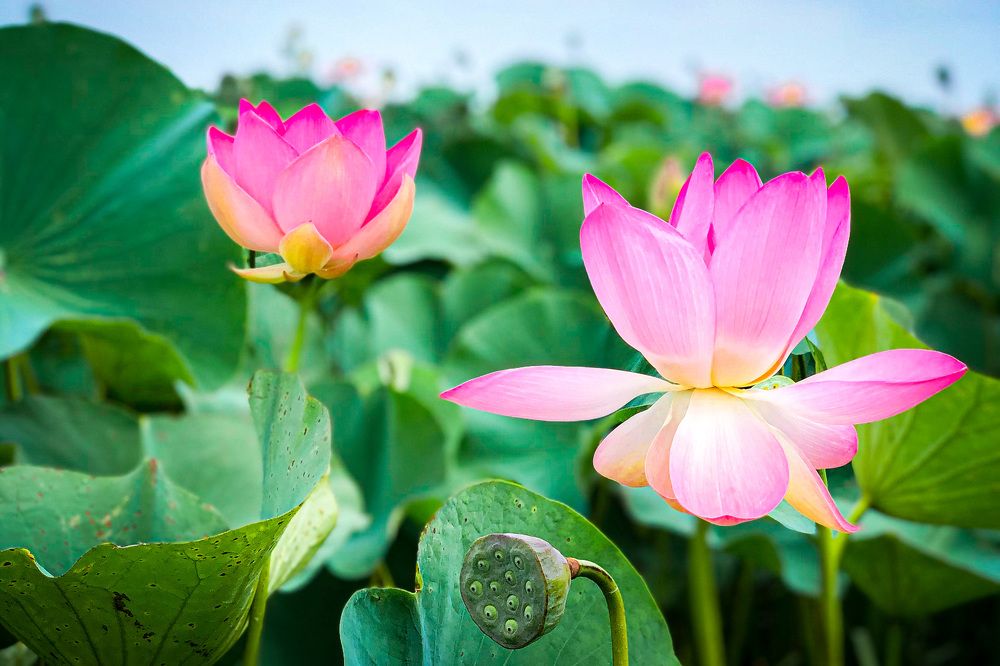 Photograph by Никита Борзов