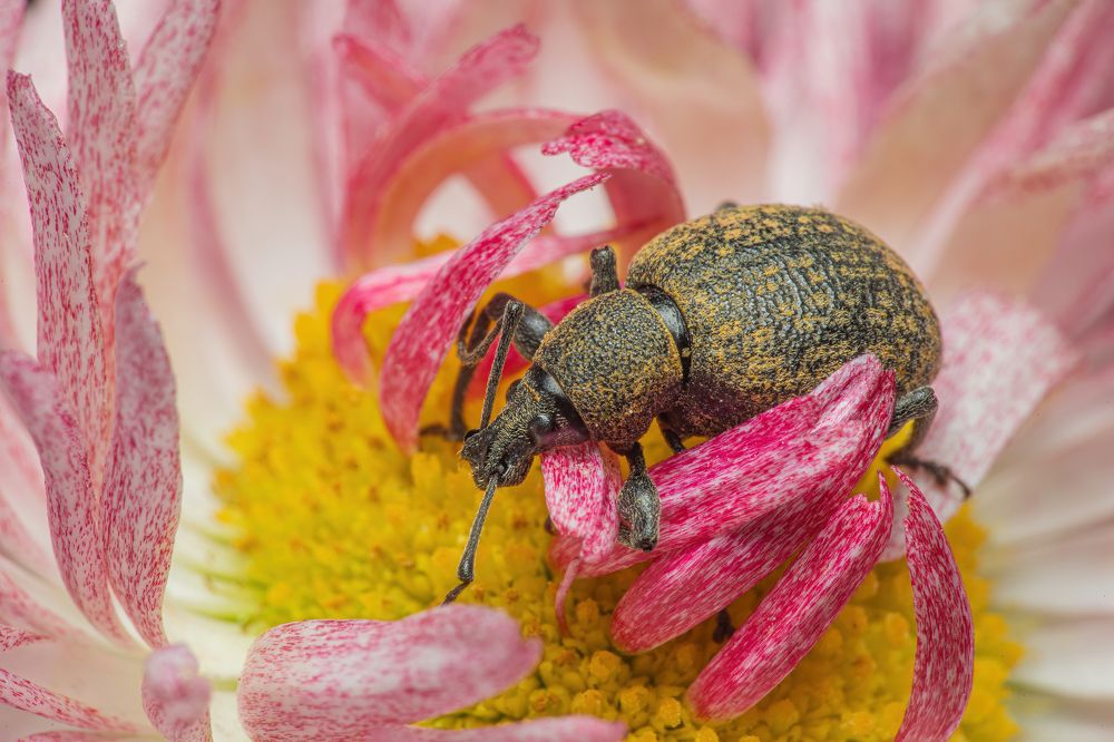 Photograph by Michael Mettier