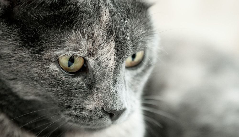 Photograph by ИРЕНА Федорова