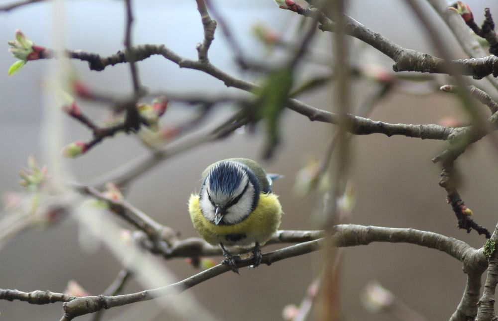 Лазоревка с модной прической