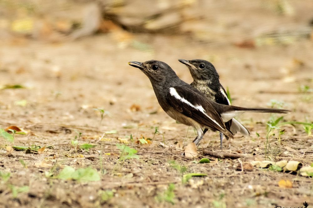 Photograph by mayur shrimali