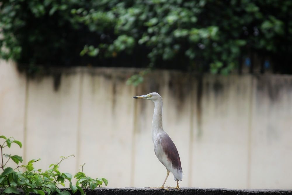 Photograph by Abhishek Chandan