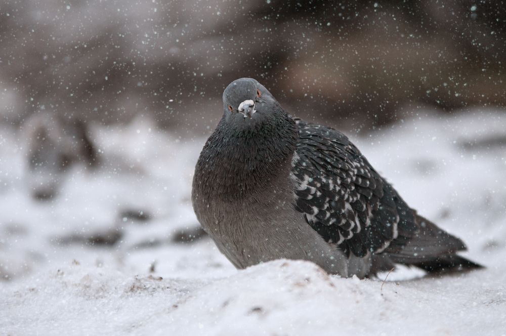 Photograph by Динара Зуйкова