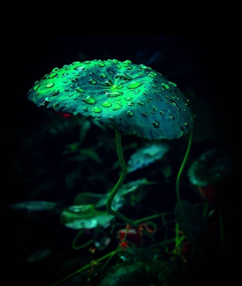 Photograph by S.Pavithra