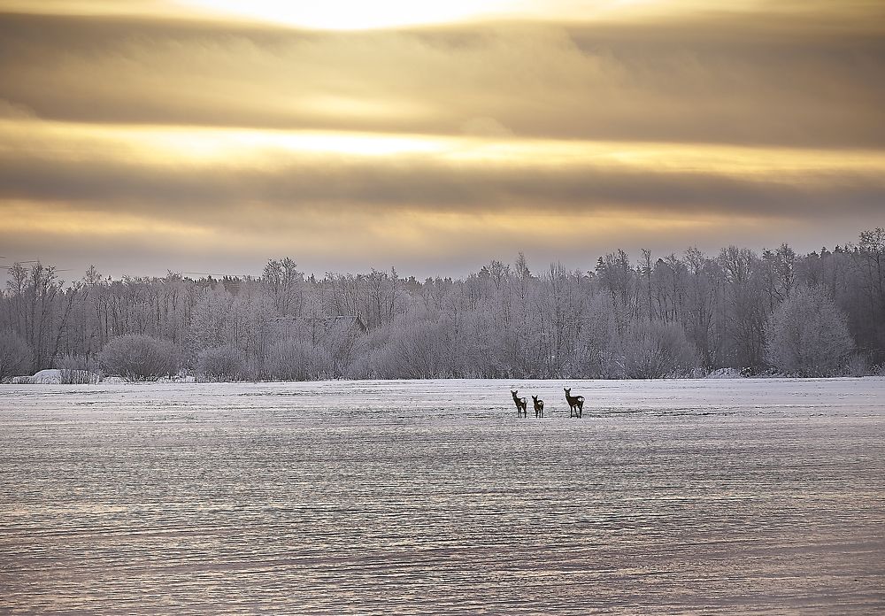 Photograph by Mati Puum