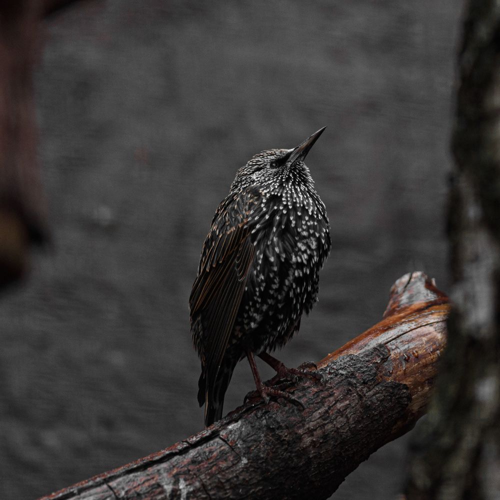 Photograph by Антон Бойков