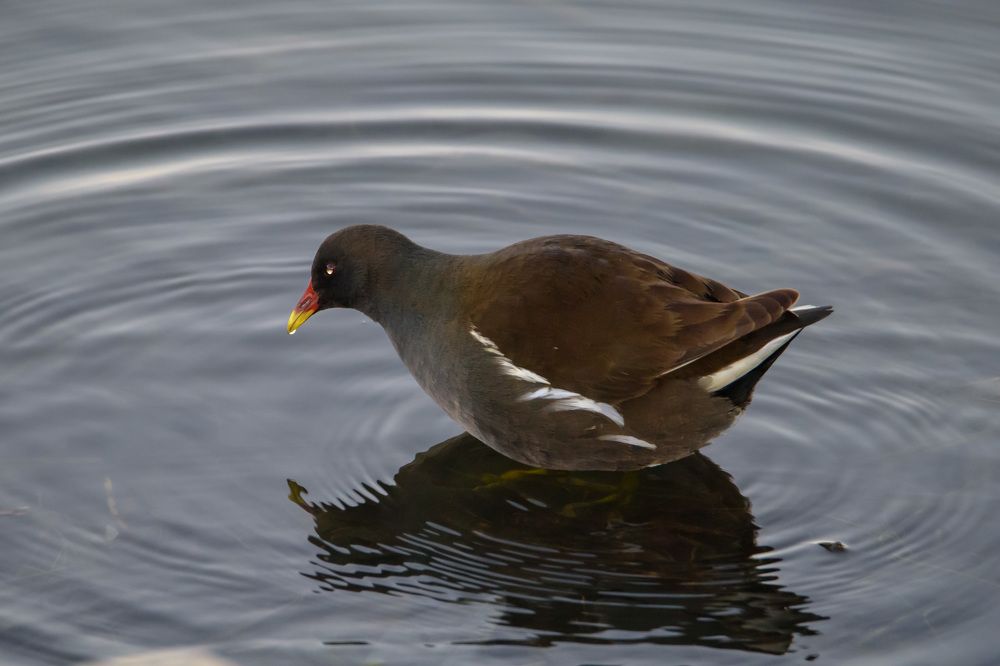 Photograph by Rimma Volchenko