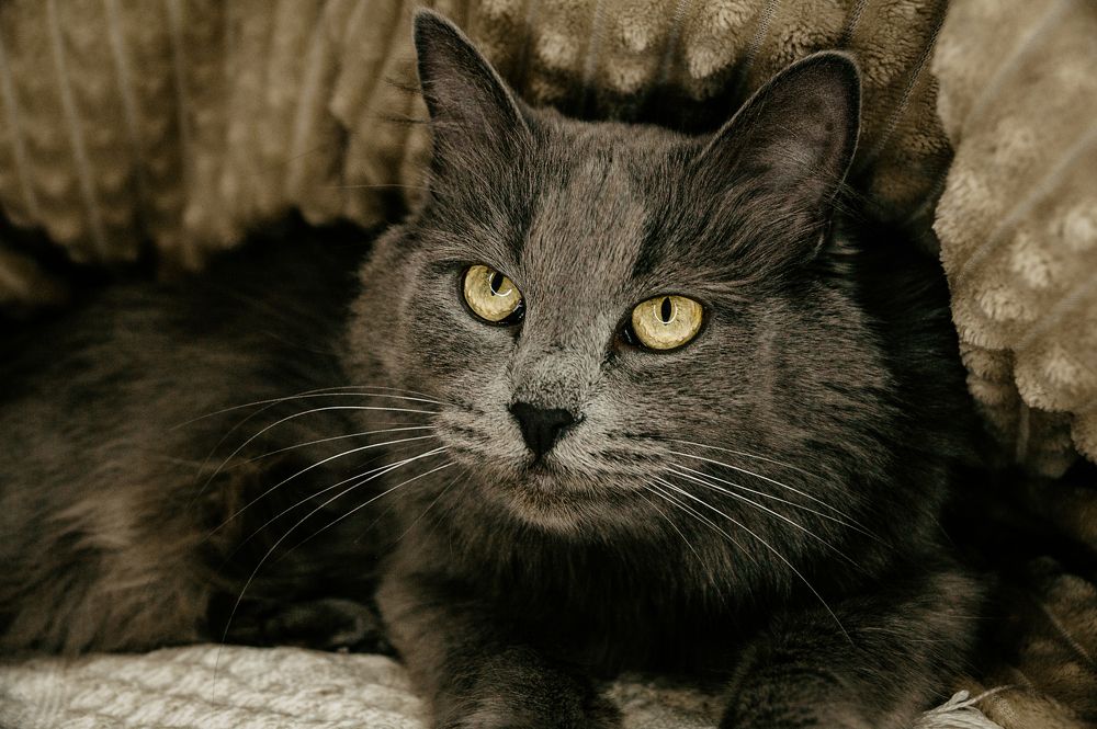 Фотография автора Александр Сенчуров