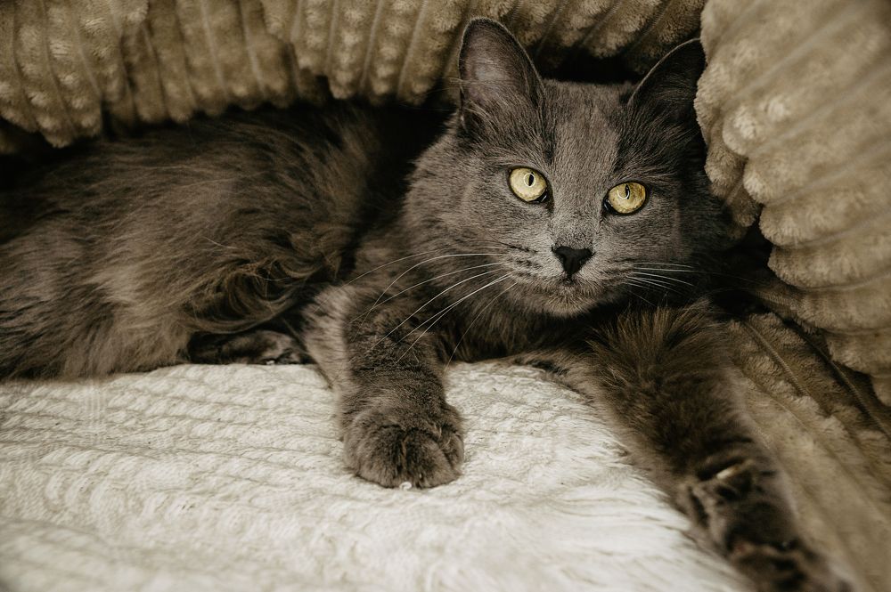 Фотография автора Александр Сенчуров