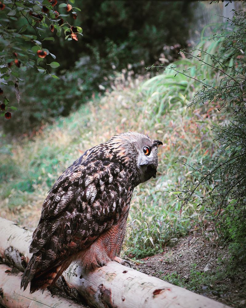 Photograph by Alexandr Tulinov