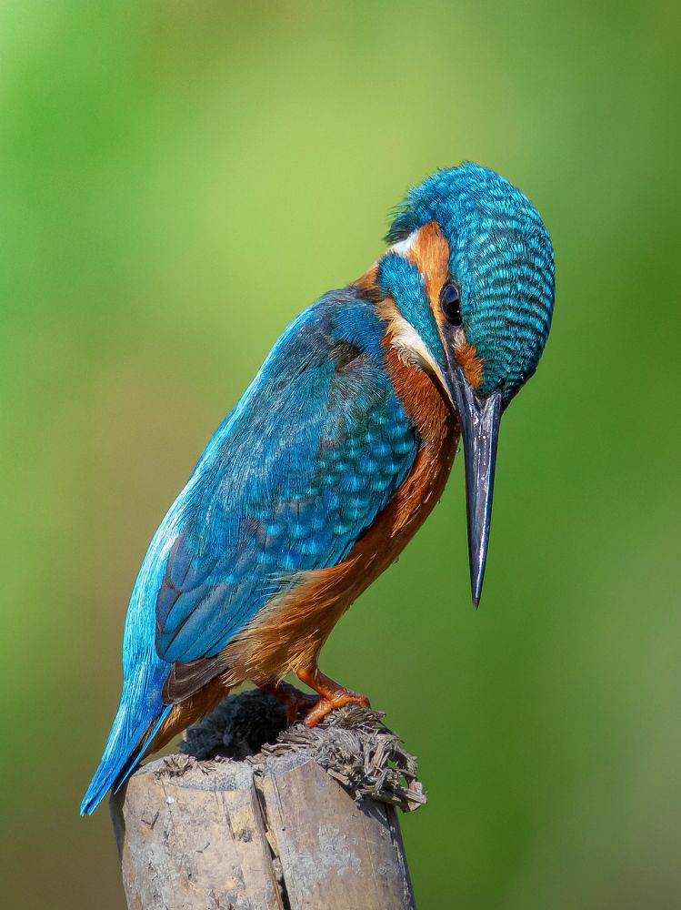 Photograph by Bidyut Kalita