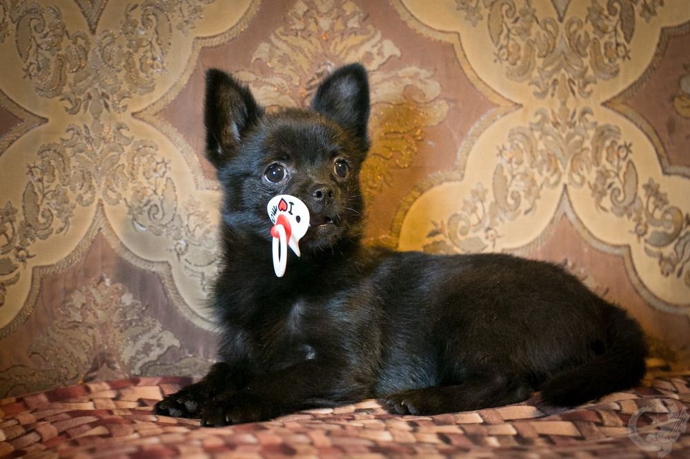 Photograph by Николай Бируля