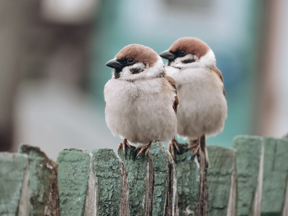 Photograph by Елена Гарипова