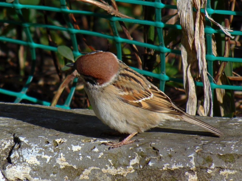 Photograph by Ольга Шевцова