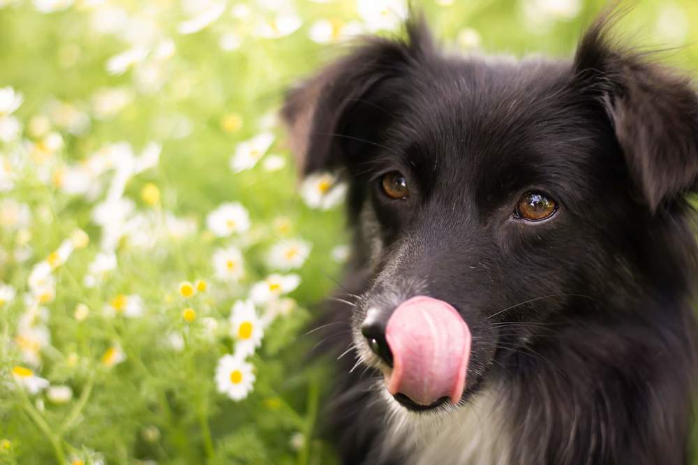 Photograph by Дарья Ващенко-Панкина