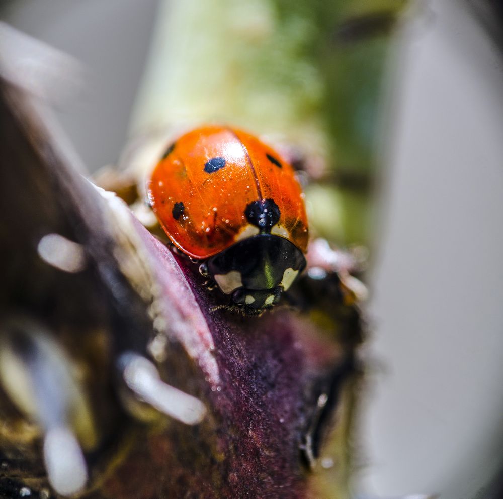 Photograph by Евгения Михайлова