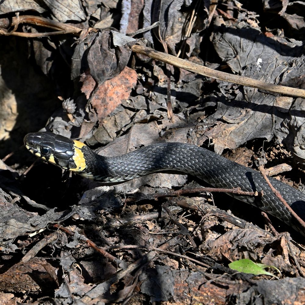 Весенний ужик
