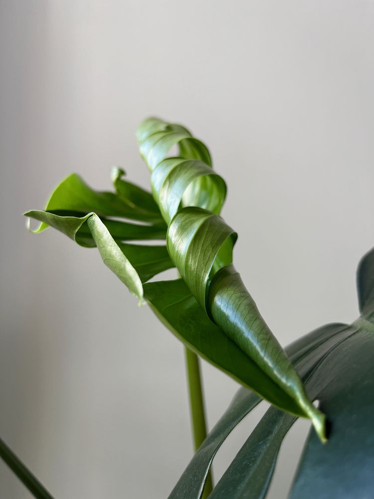 Photograph by Александра Морозова