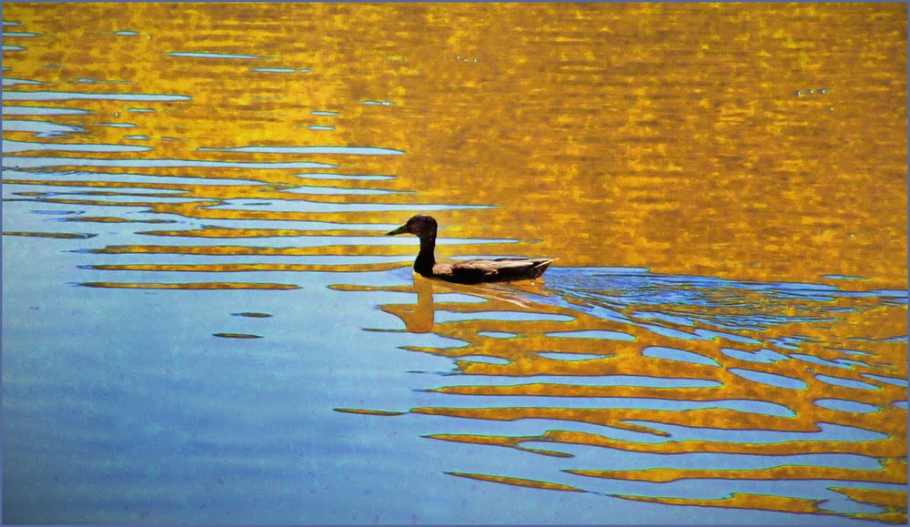 Photograph by Jasminka Nadaškić