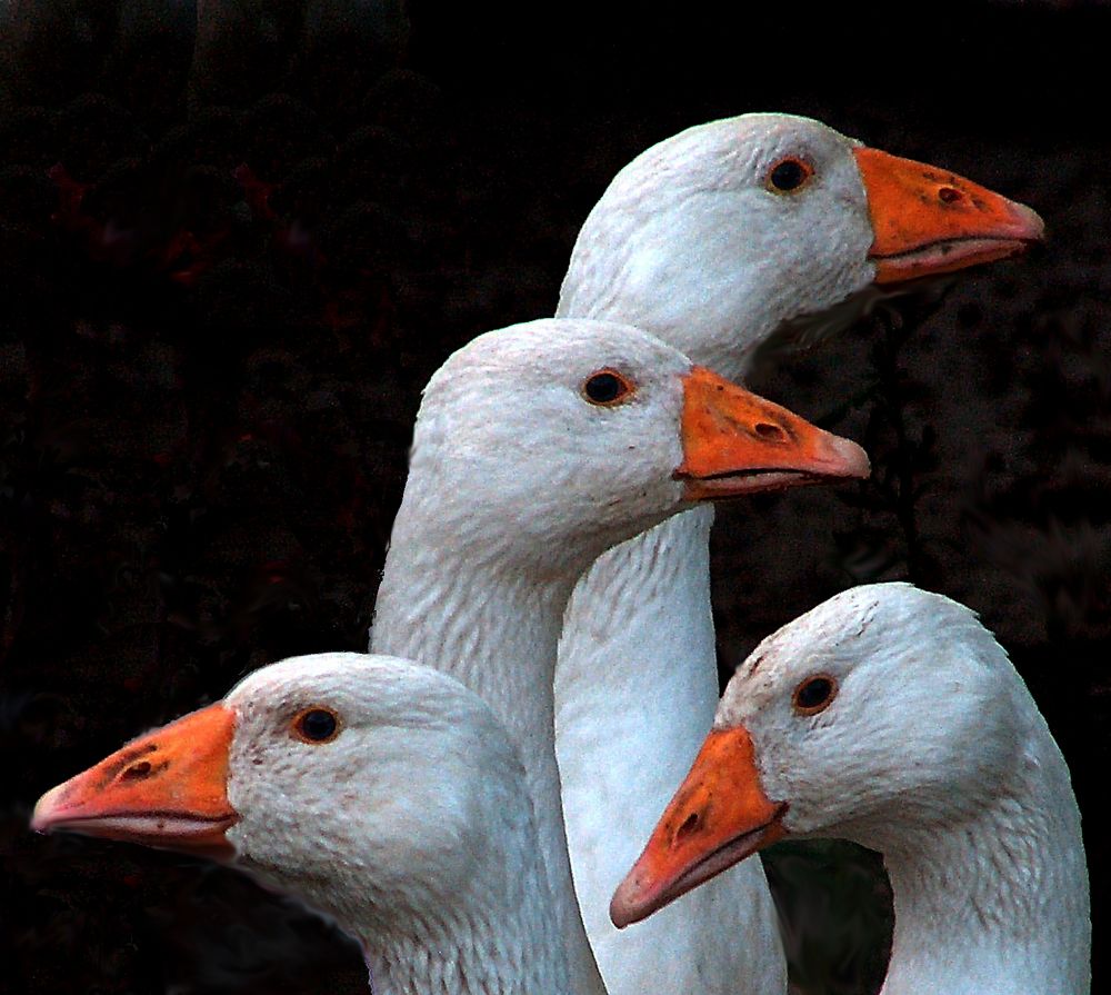 Photograph by Jasminka Nadaškić