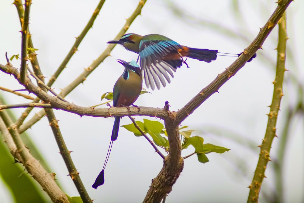 Photograph by Jesus Santamaría