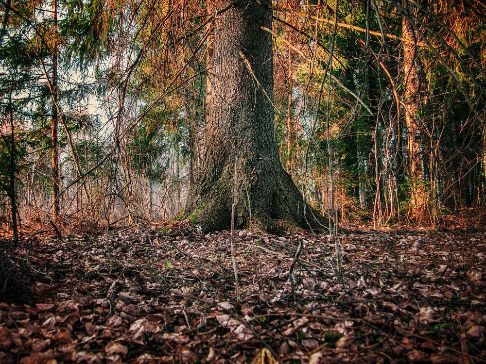 Photograph by Константин Терёхин