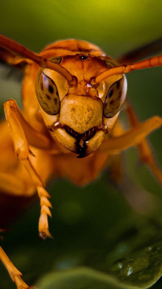 Yellow Paper Wasp