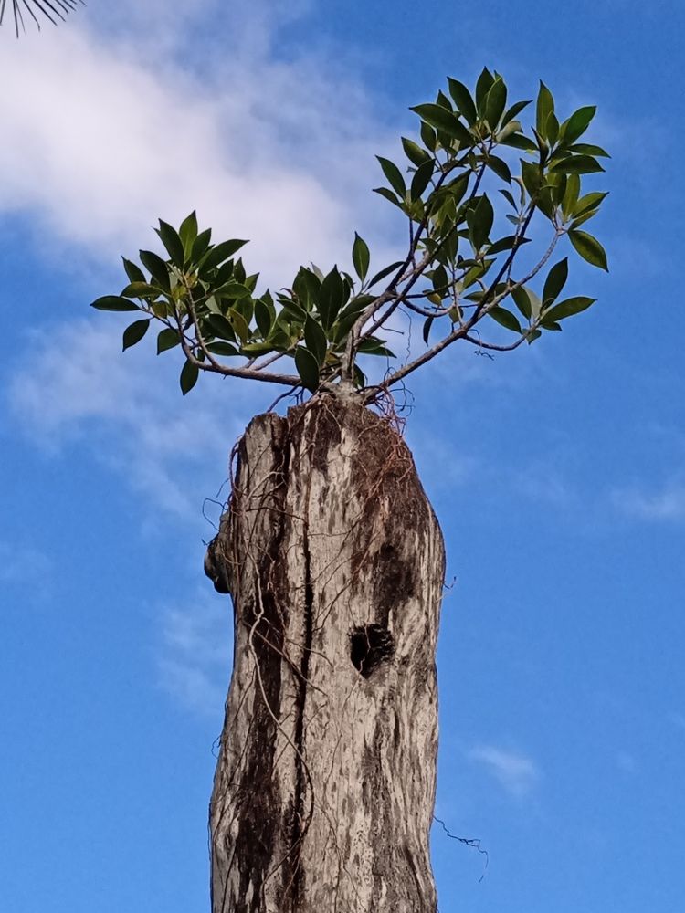 Фотография автора Orlando Silvio Silvera Hernández