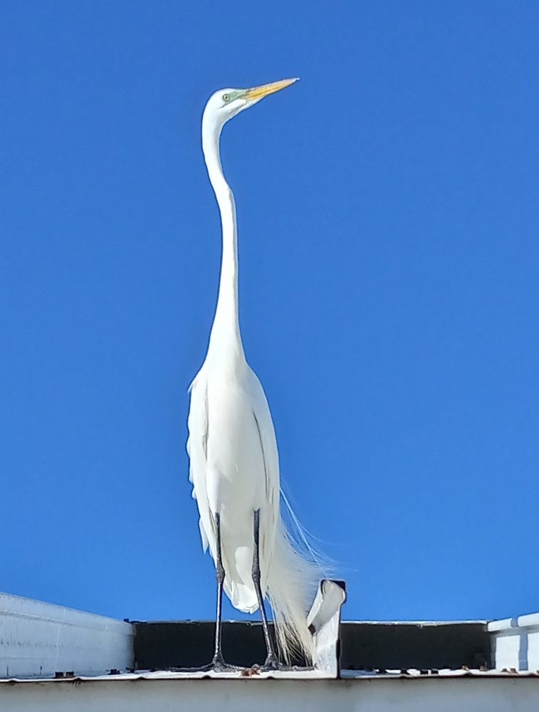 Фотография автора Orlando Silvio Silvera Hernández