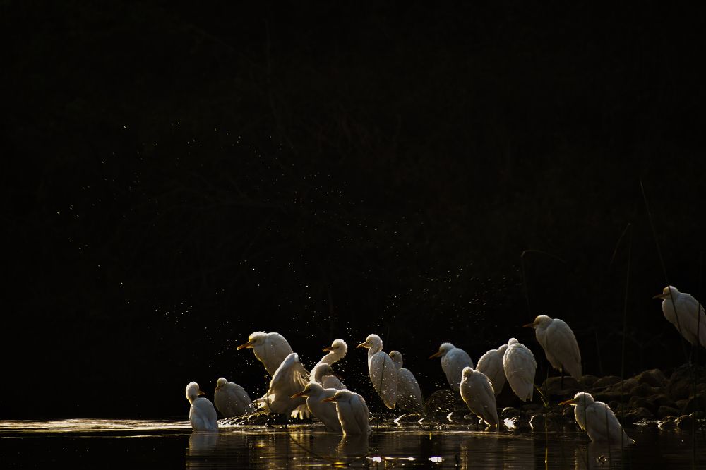 Egrets