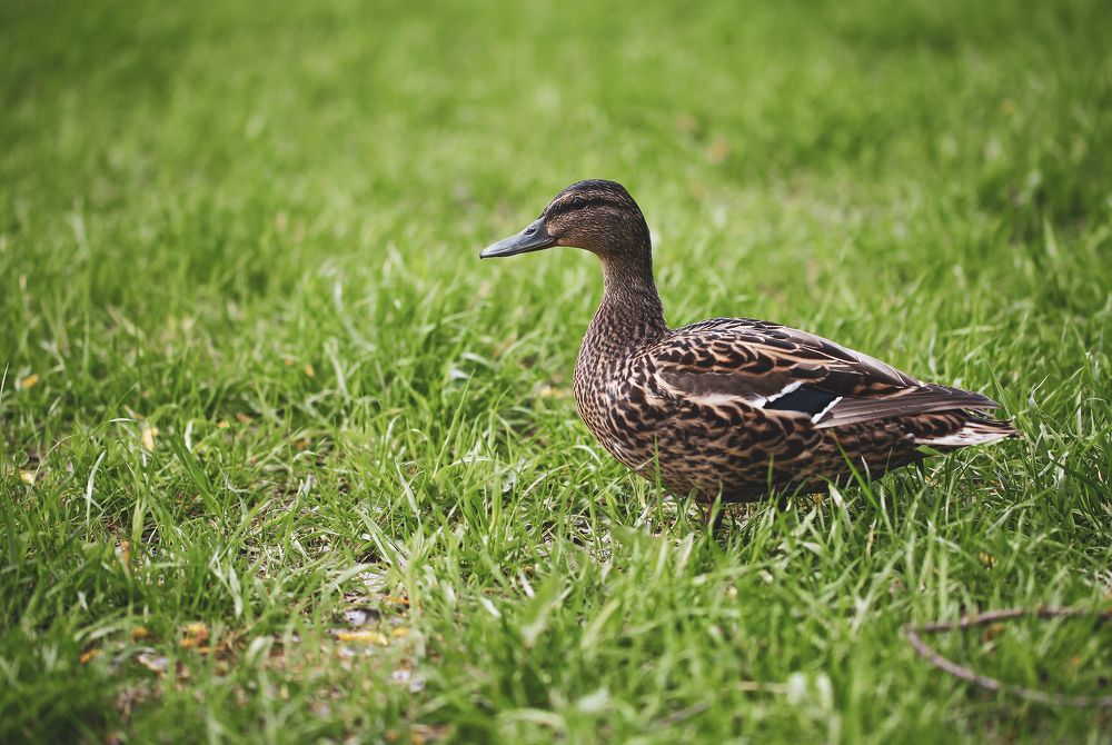 Photograph by Александр Ермаченко