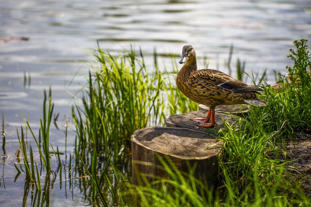 Photograph by Александр Ермаченко