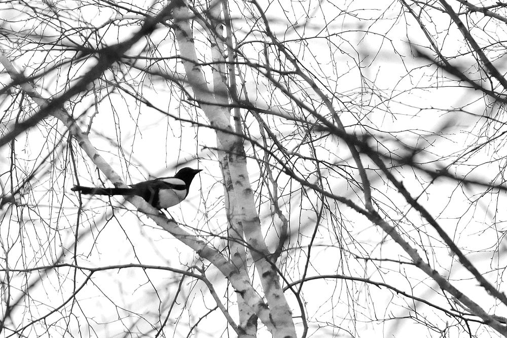 Photograph by Елизавета Лысенко