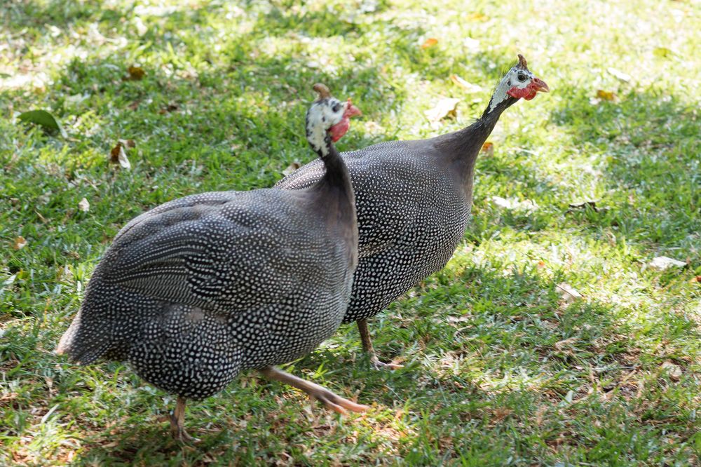 Photograph by Antony Trivet