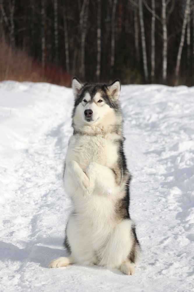 Photograph by Наталья Гайдукевич