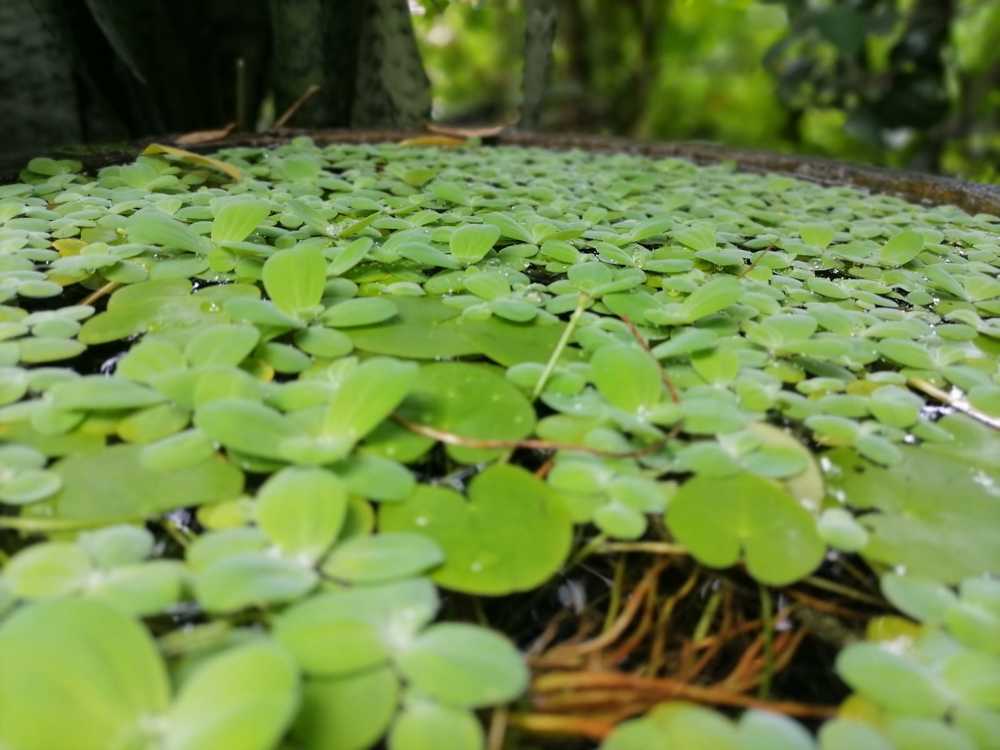 Photograph by Anushi Anjana