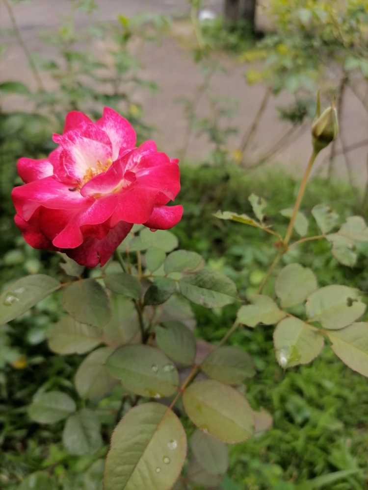 Photograph by Anushi Anjana
