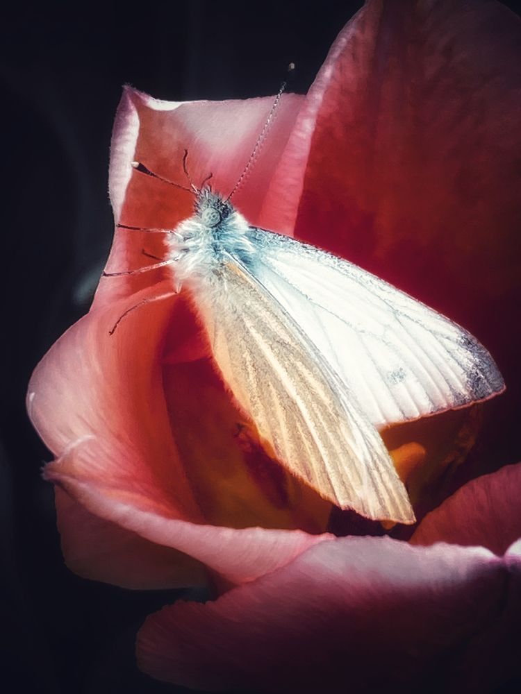 Photograph by Ольга Скиба