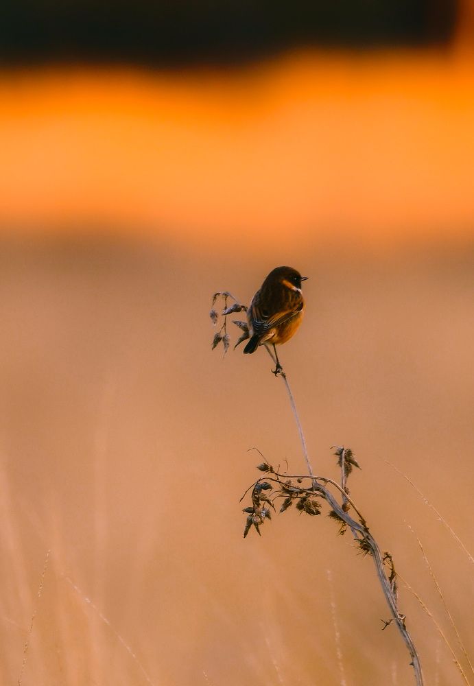 Photograph by Mihail Bacalu