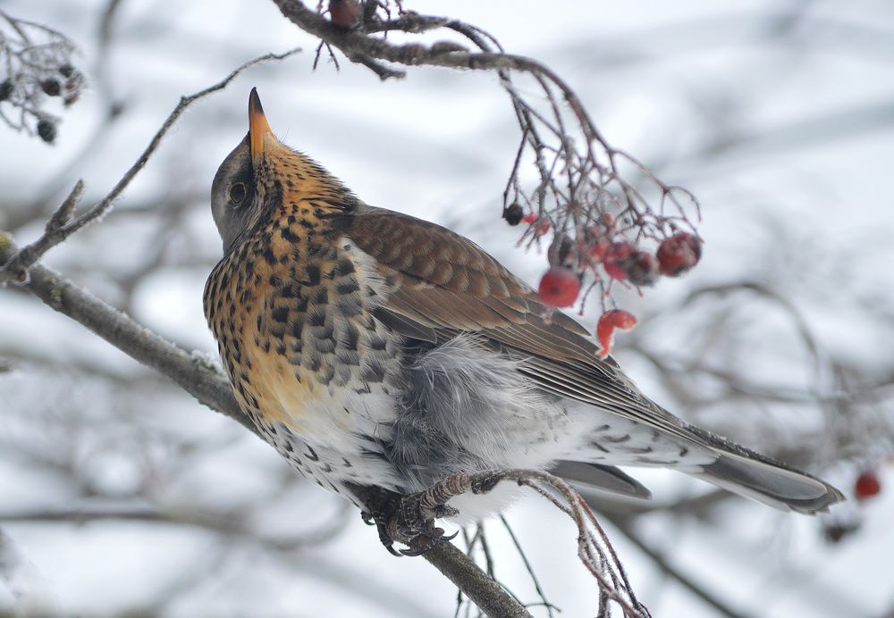 Любопытный дрозд.