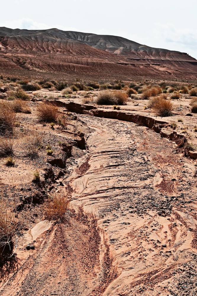 Весна в пустыне