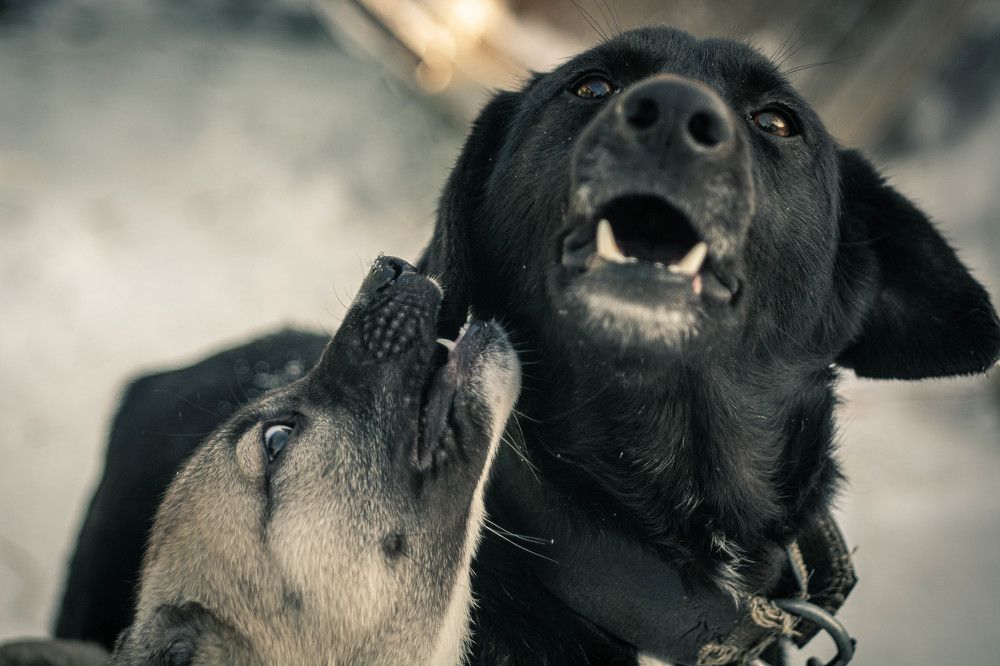 Photograph by Стариков Алексей