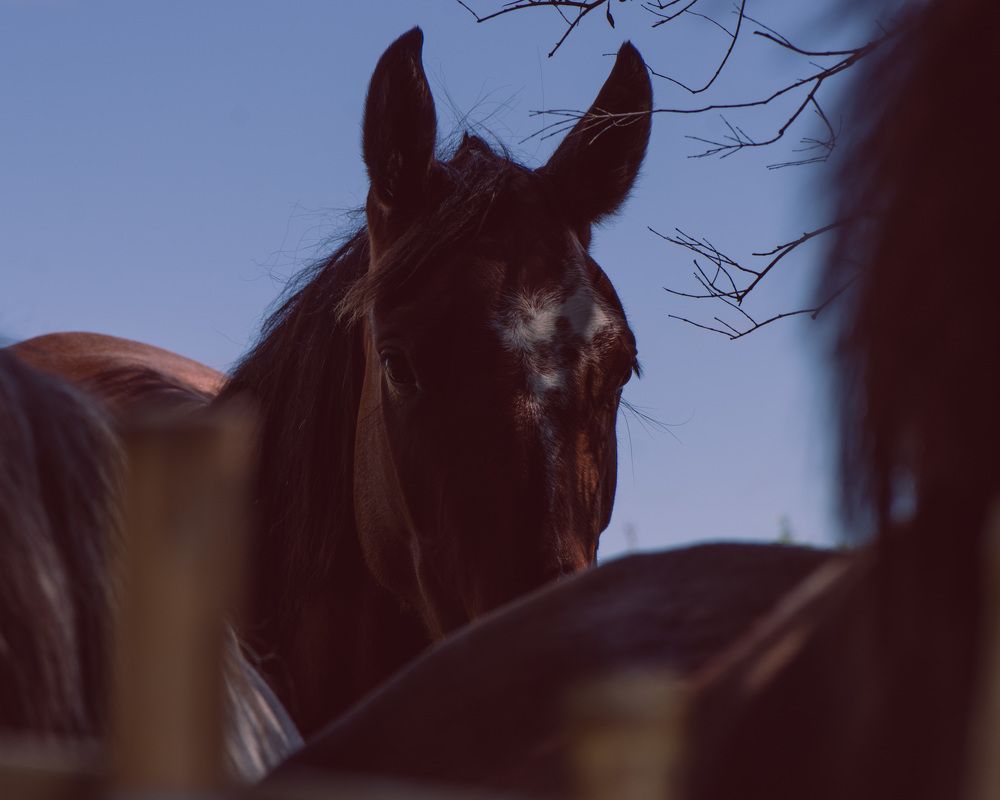 Photograph by Elias Deus