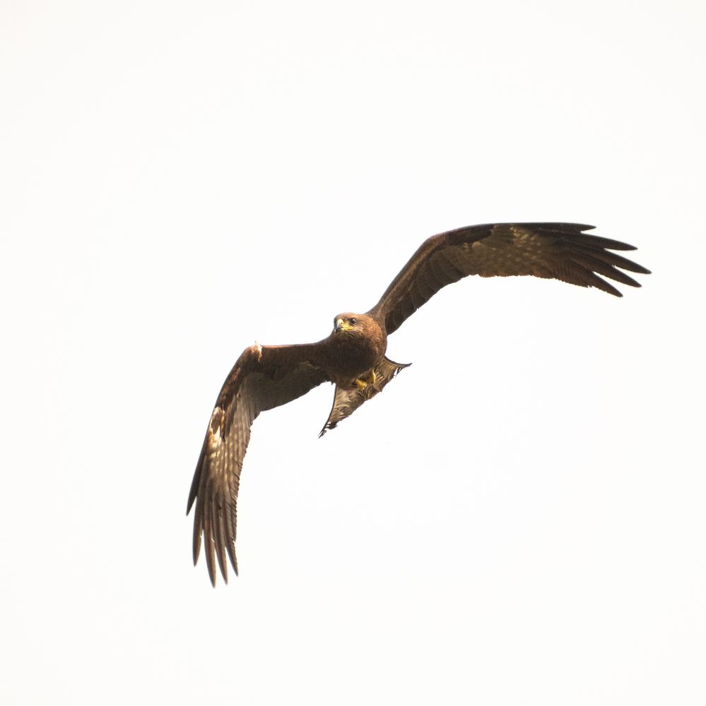 Photograph by Parnava Das