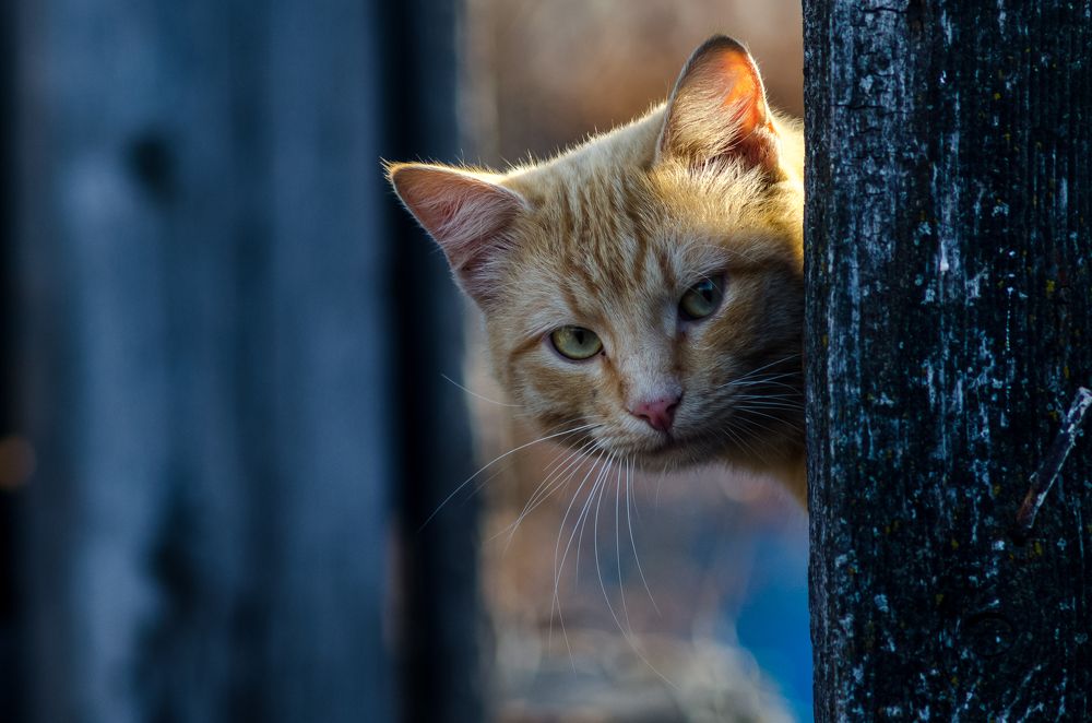 Photograph by Владимир Янчук