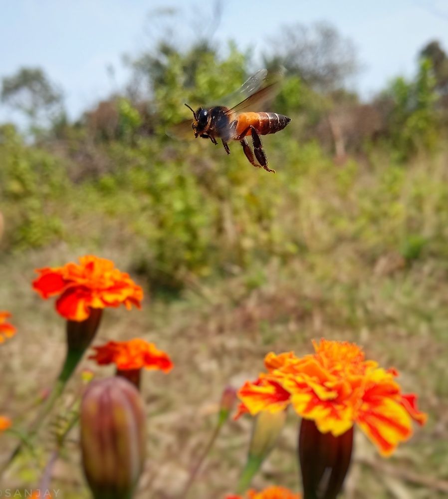 Фотография автора Sanjay karmakar