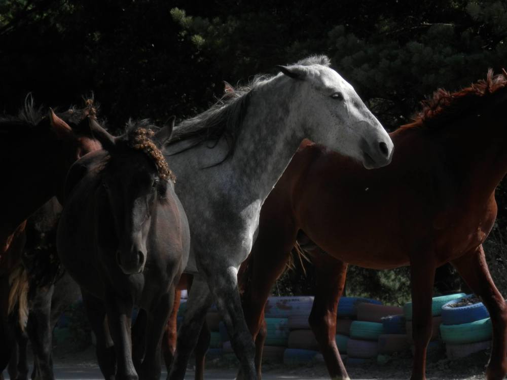 Фотография автора Mariami Sanishvili