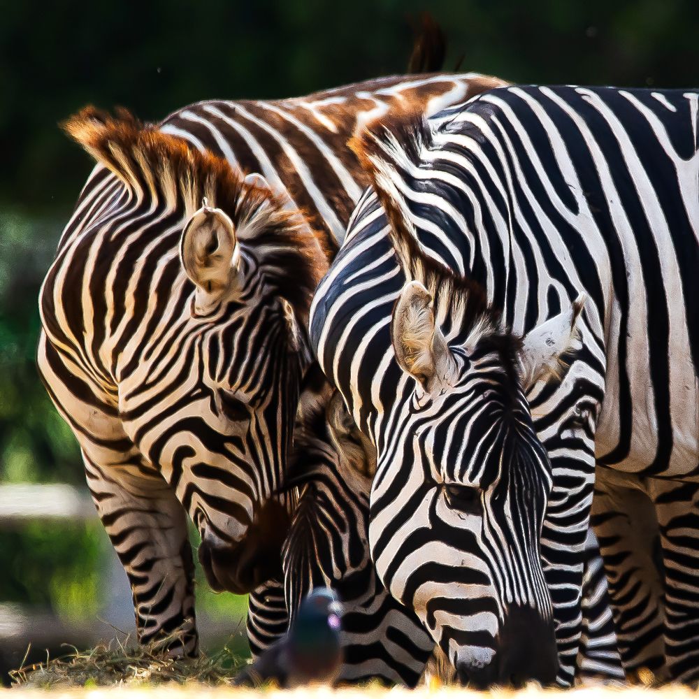 Photograph by David Lerer