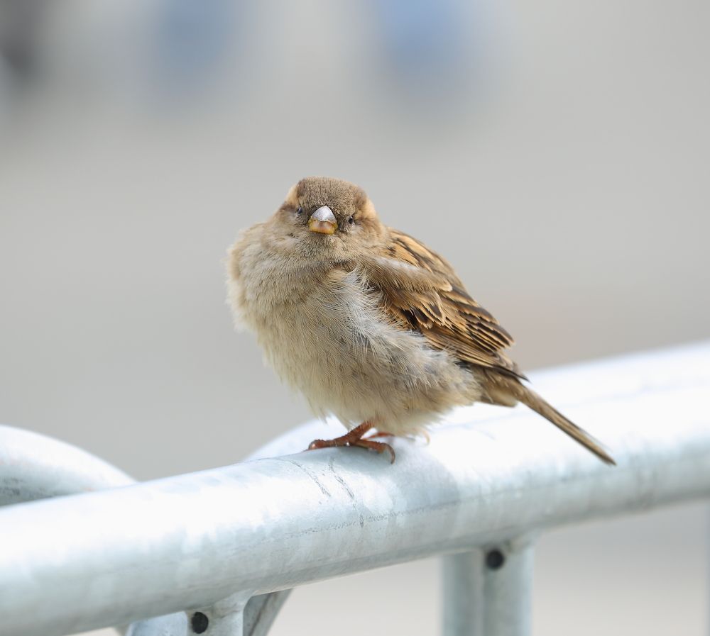 Photograph by Станислав Вершинин